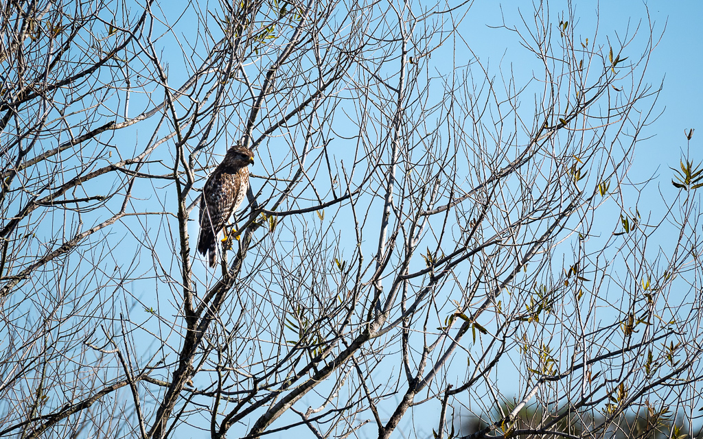 20230106 CircBarB Z50 4110s NEF