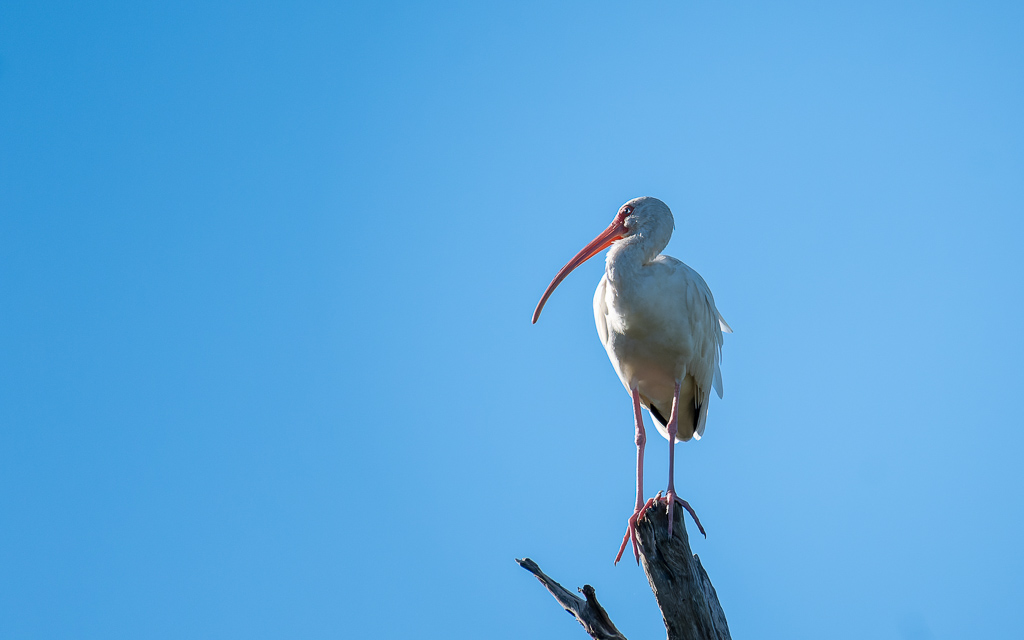 20230106 CircBarB Z50 4121s NEF