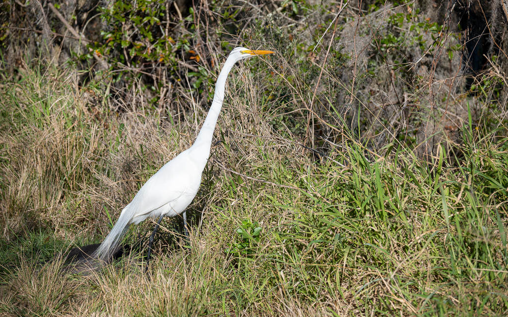 20230106 CircBarB Z50 4153s NEF