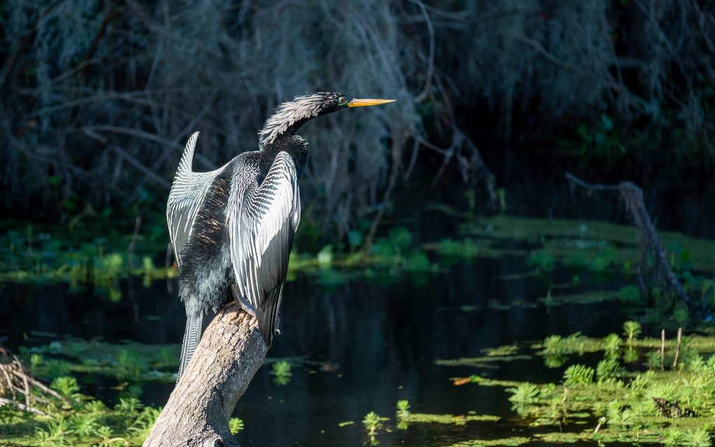 20230106 CircBarB Z50 4188s NEF