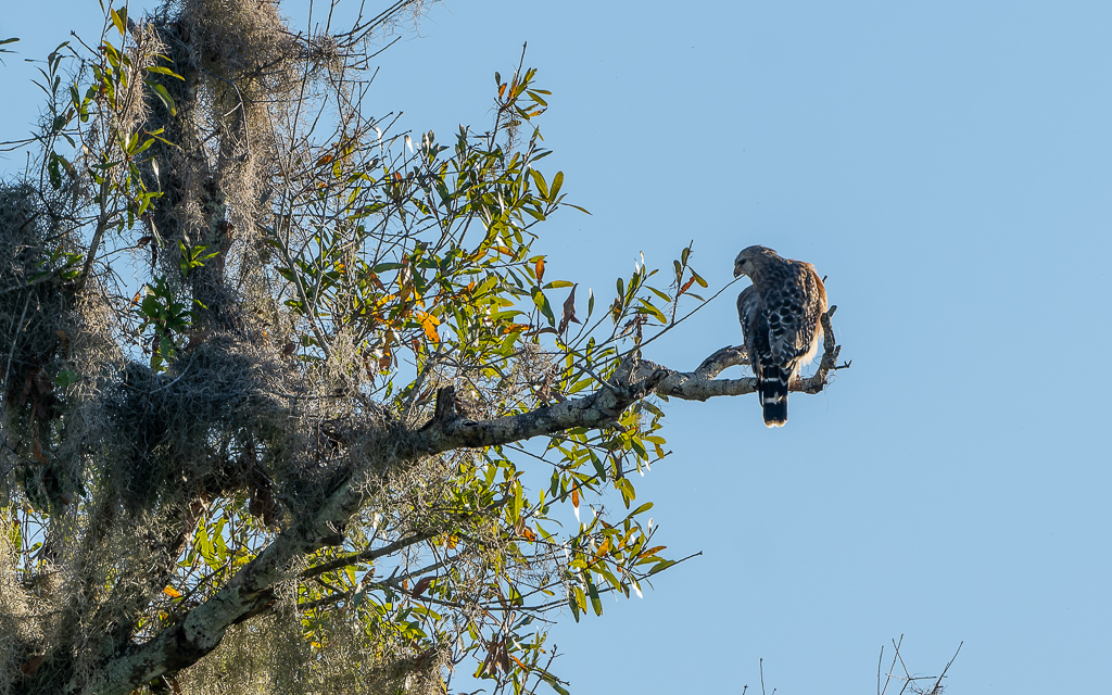 20230106 CircBarB Z72 4775s NEF