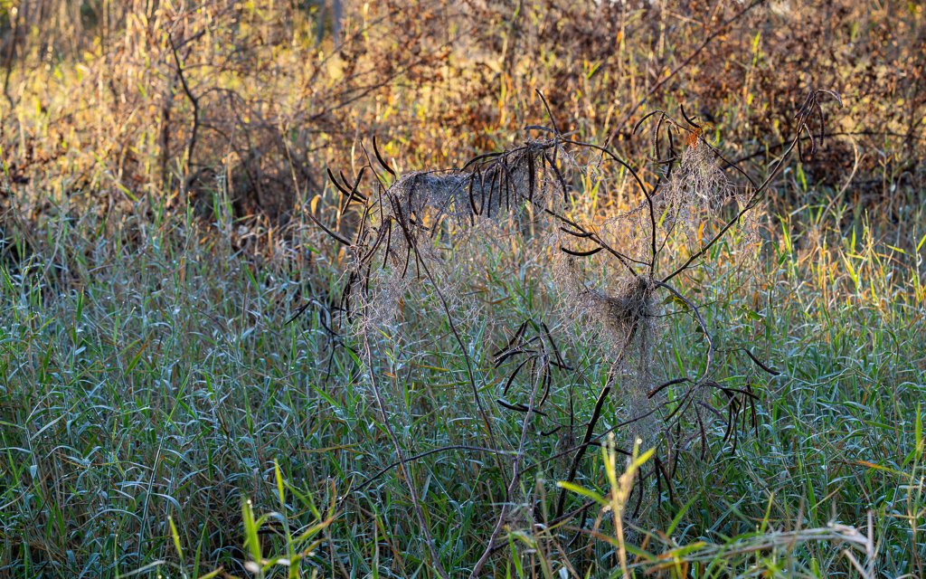 20230106 CircBarB Z9 8056s NEF