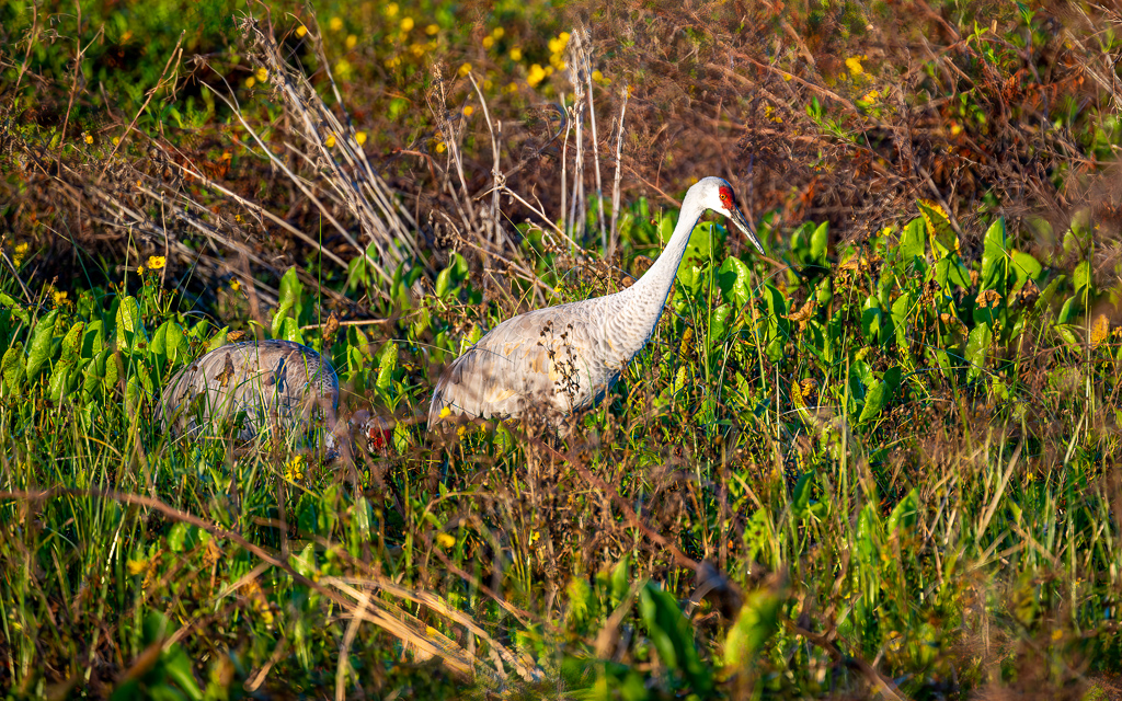 20230106 CircBarB Z9 8062s NEF Edit