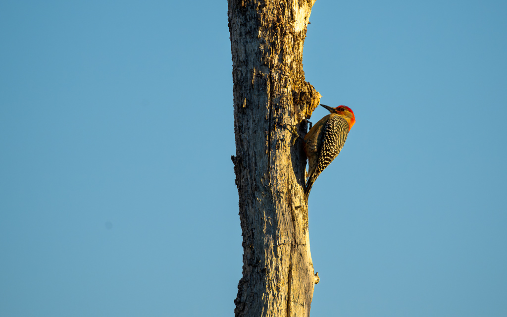 20230106 CircBarB Z9 8105s NEF Edit