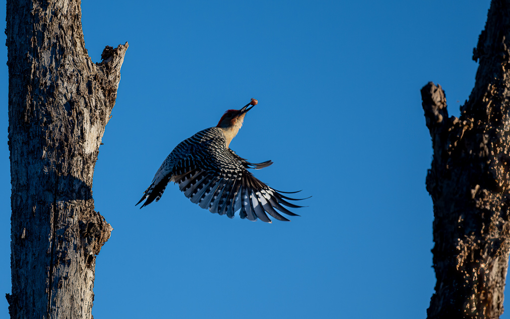 20230106 CircBarB Z9 8111s NEF Edit