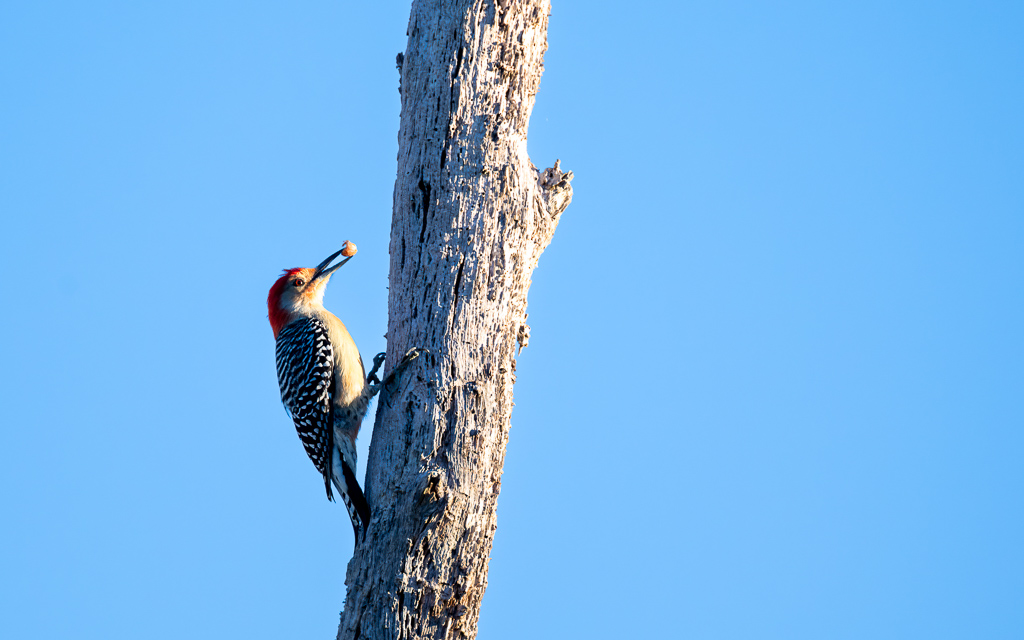 20230106 CircBarB Z9 8117s NEF Edit