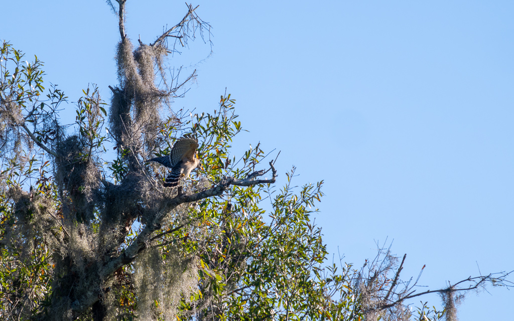 20230106 CircBarB Z9 8210s NEF