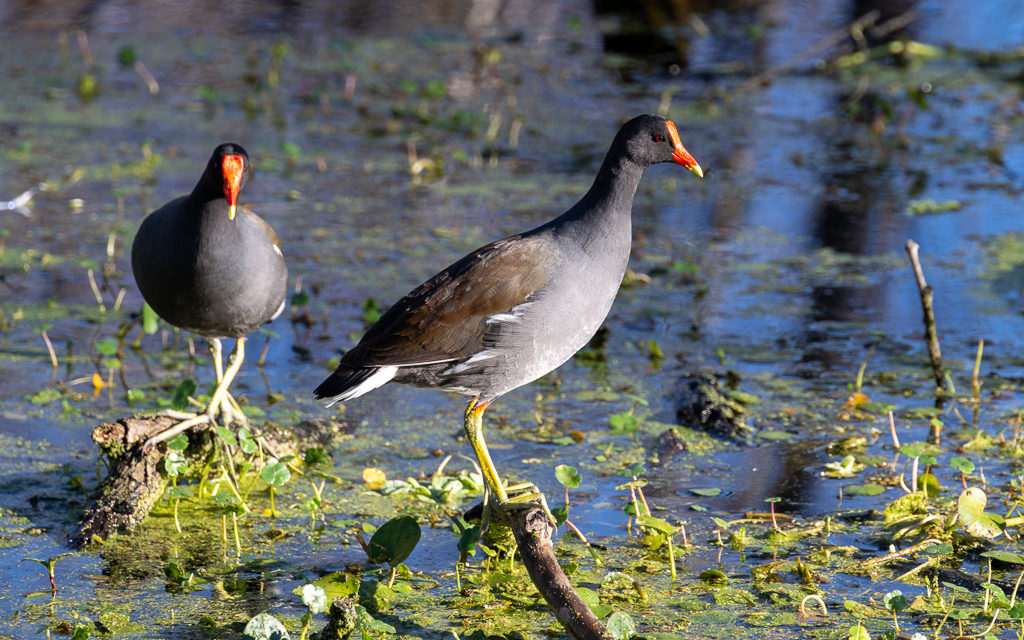 20230106 CircBarB Z9 8270s NEF