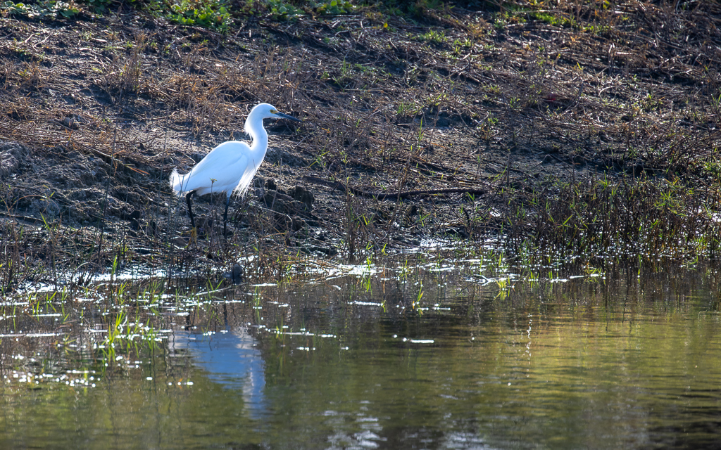 20230125 Z9 LPR 8699 NEF DxO DeepPRIME Edit