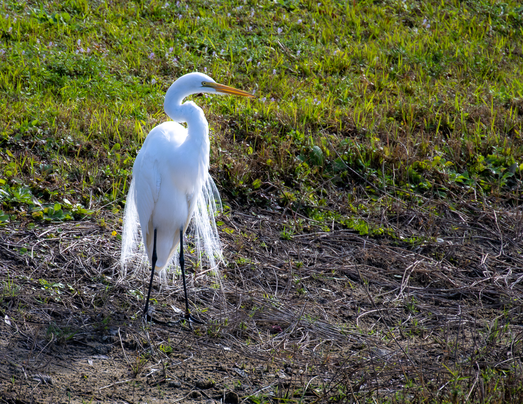 20230127 Z9 LPR 8724 NEF DxO DeepPRIME