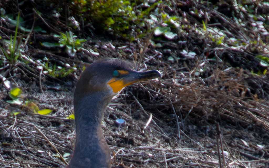 20230127 Z9 LPR 8734 NEF DxO DeepPRIME 2