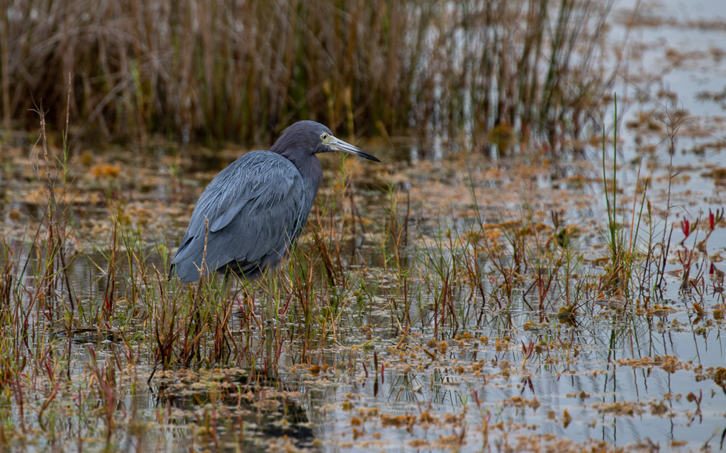 DZ9_6809-NEF_DxO_DeepPRIME.jpg DZ9 6809 NEF DxO DeepPRIME