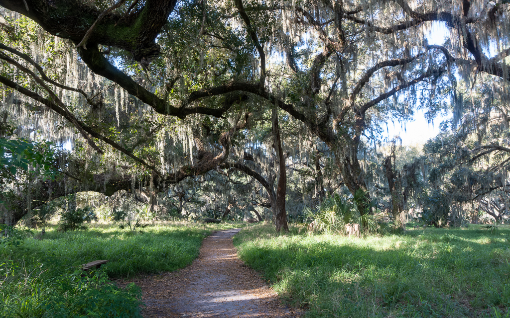 Z50 1286 NEF DxO DeepPRIME