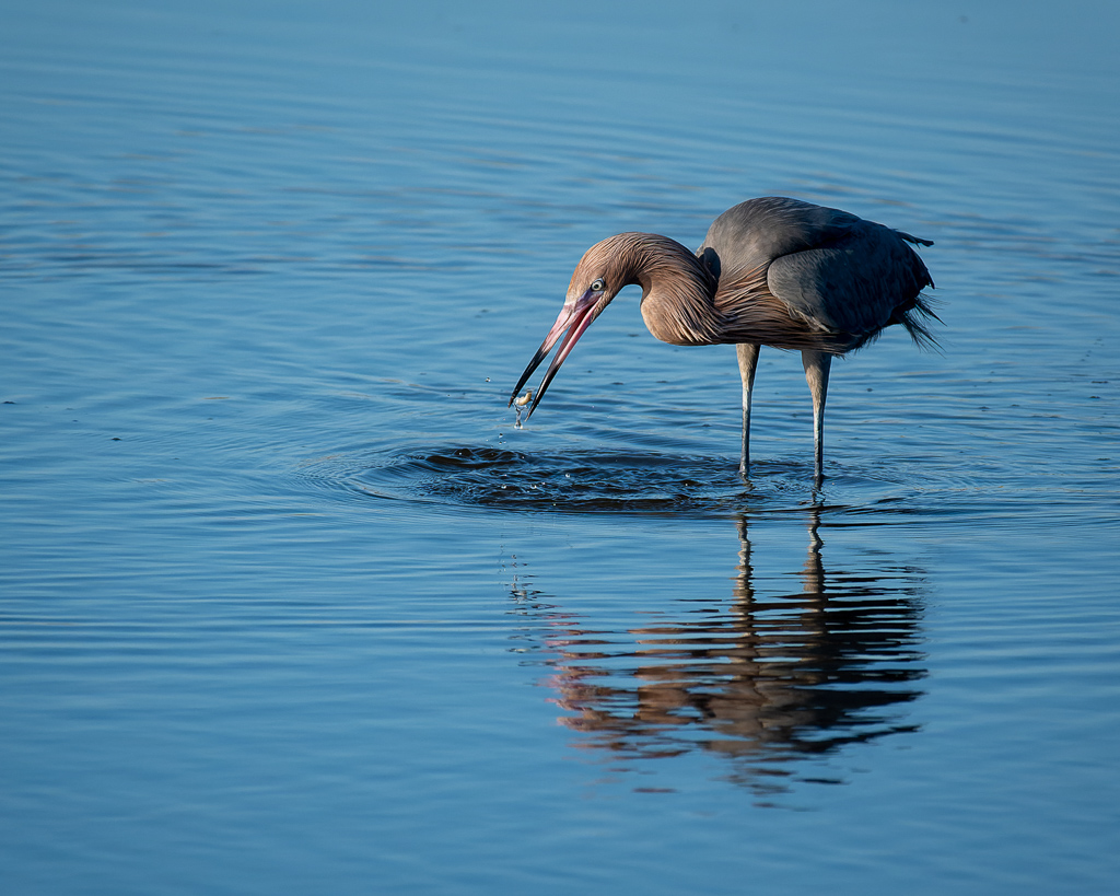 Z50 2312 NEF DxO DeepPRIME