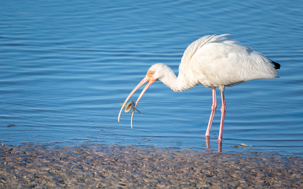 Z50 2322 NEF DxO DeepPRIME