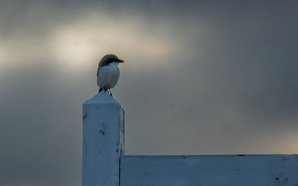 Z50 2636 NEF DxO DeepPRIME