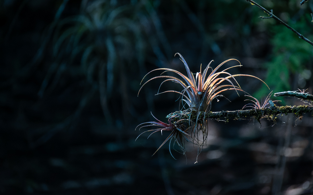 Z50_3132-NEF_DxO_DeepPRIME.jpg Z50 3132 NEF DxO DeepPRIME