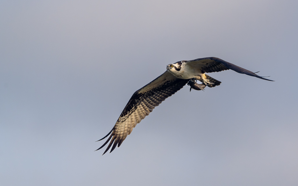 Z72 1944 NEF DxO DeepPRIME