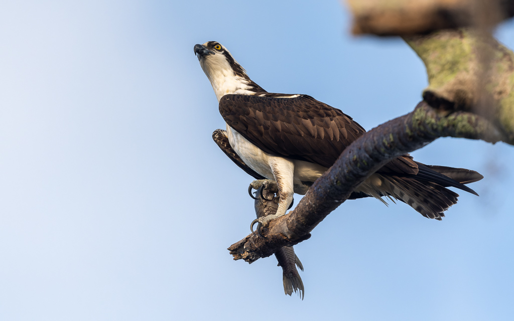 Z72 1962 NEF DxO DeepPRIME