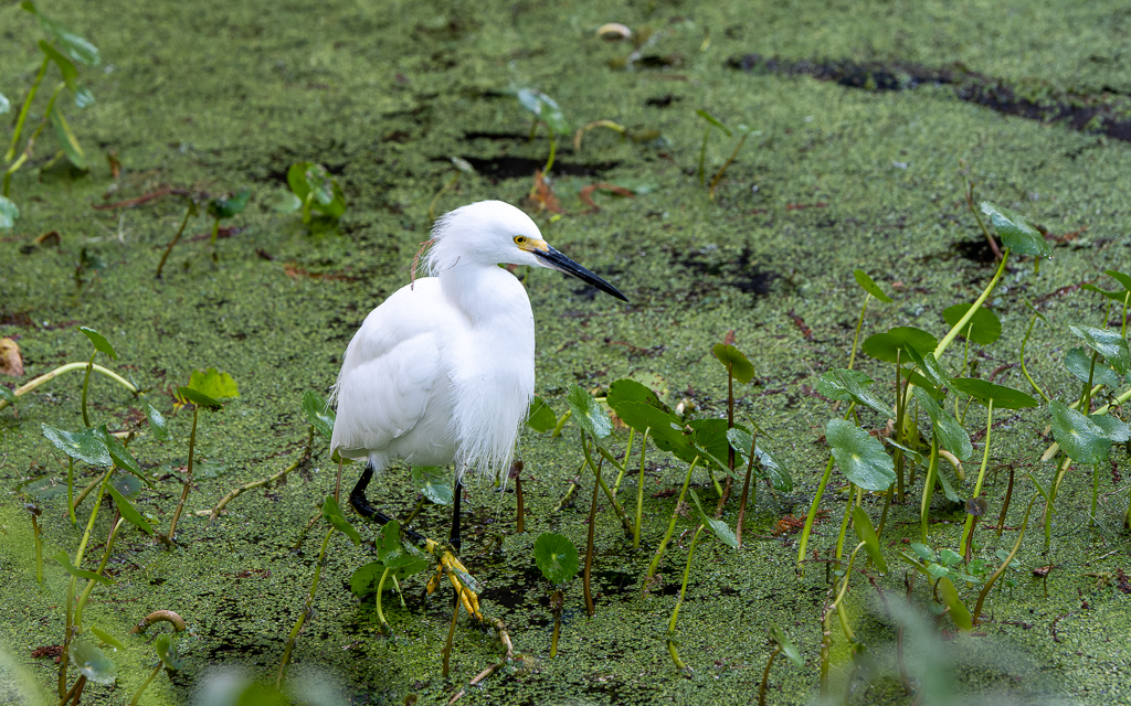 Z72 2007 NEF DxO DeepPRIME