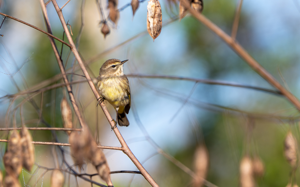 Z72 2130 NEF DxO DeepPRIME