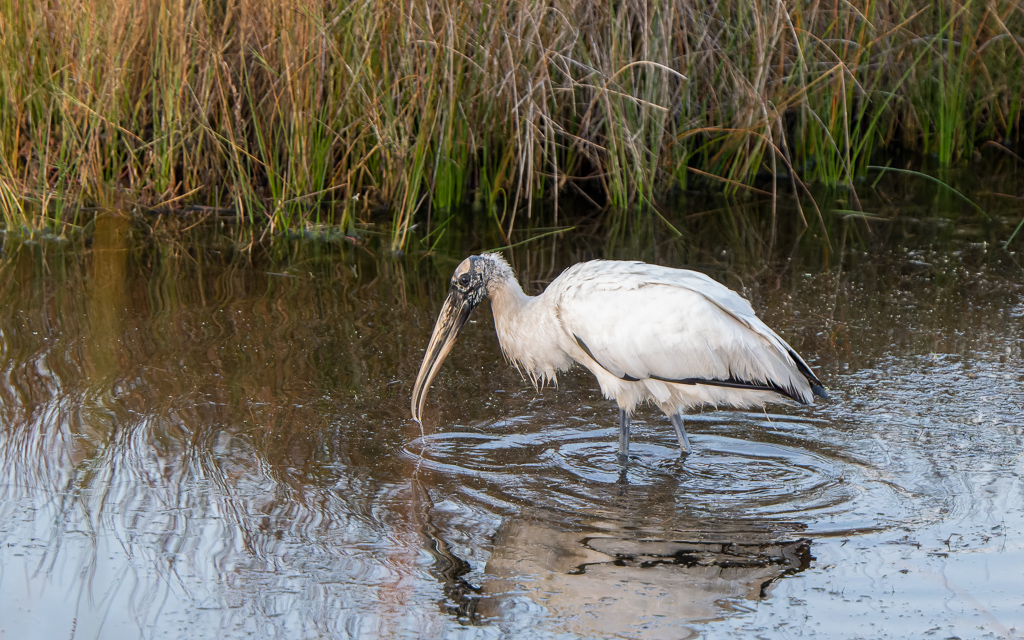 Z72 2208 NEF DxO DeepPRIME Enhanced Edit