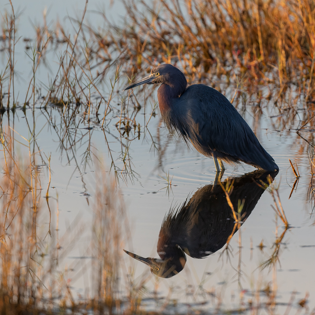 Z72 2224 NEF DxO DeepPRIME Edit