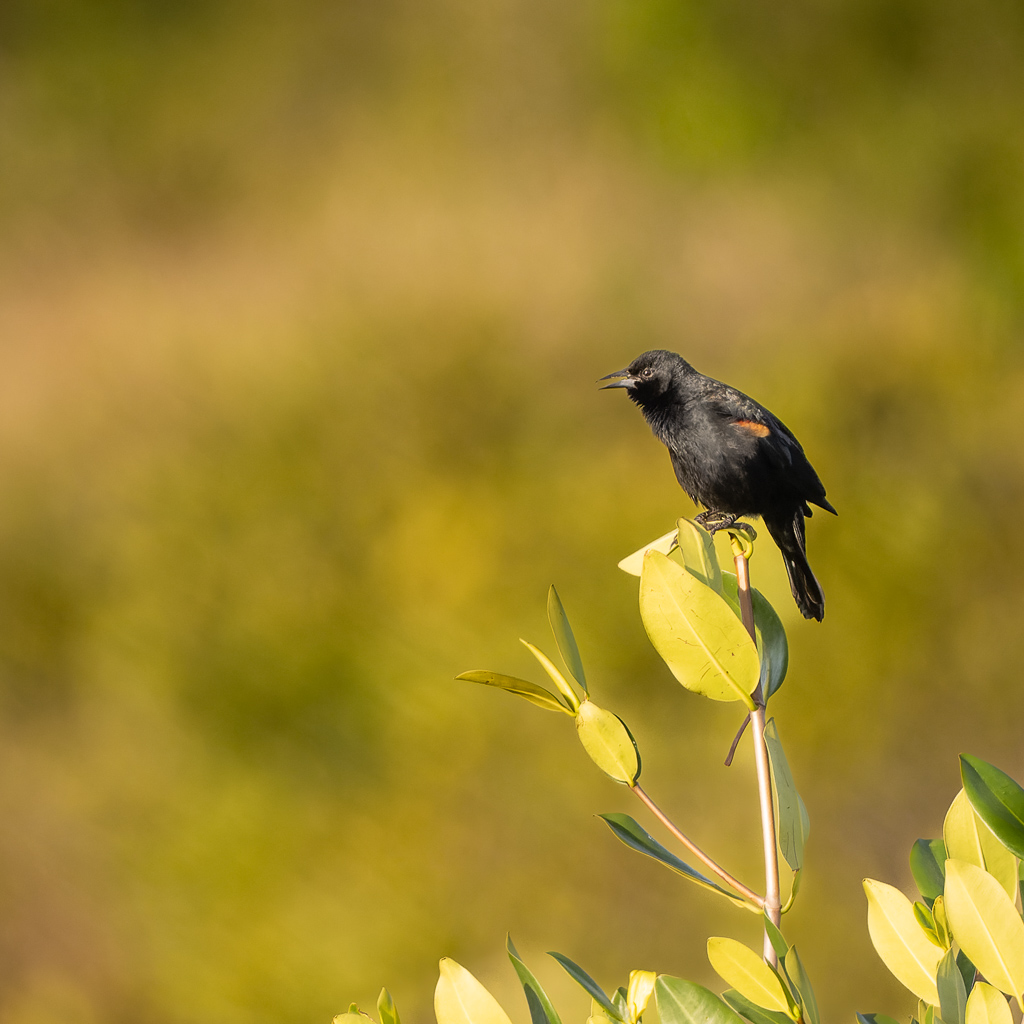 Z72 2287 NEF DxO DeepPRIME