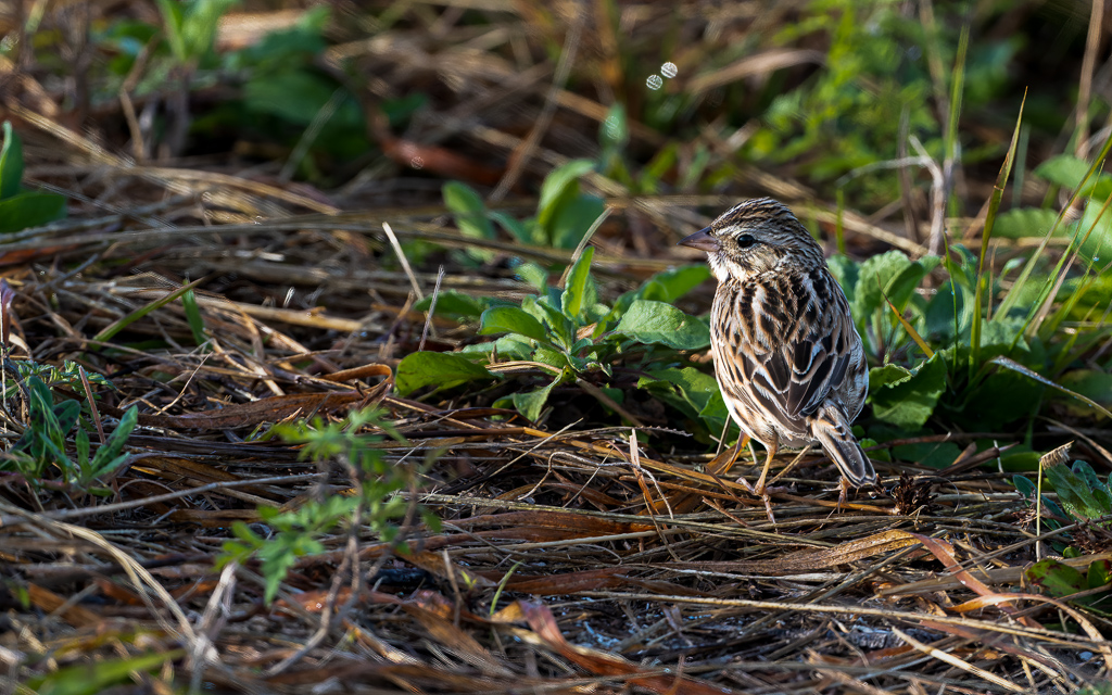 Z72 2323 NEF DxO DeepPRIME Edit