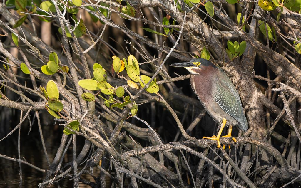 Z72 2427 NEF DxO DeepPRIME Edit Enhanced