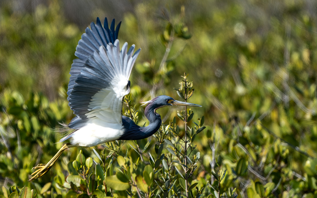 Z72 2483 NEF DxO DeepPRIME Edit