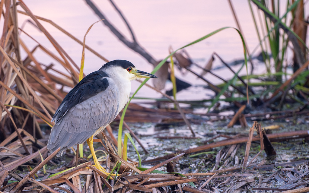 Z72 2512 NEF DxO DeepPRIME