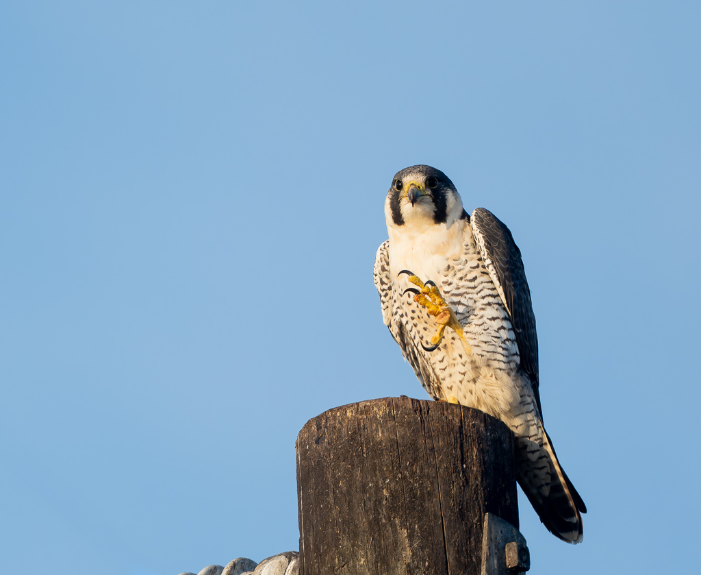 Z72 2619 NEF DxO DeepPRIME Enhanced Edit