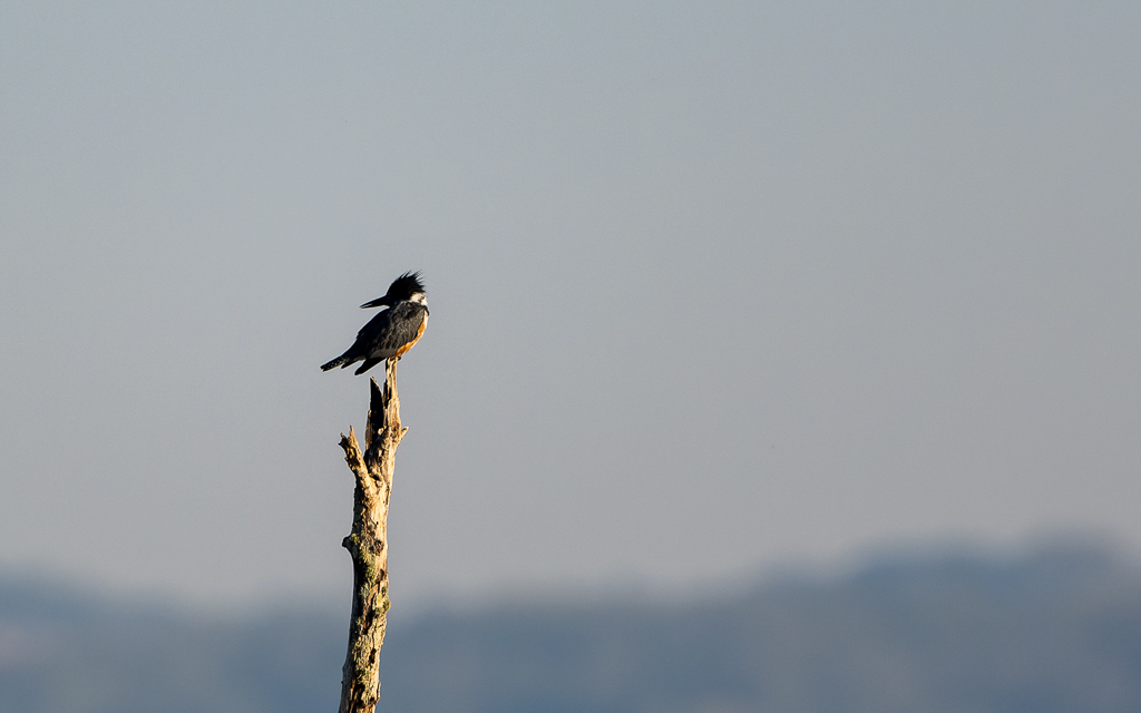 Z72 2680 NEF DxO DeepPRIME