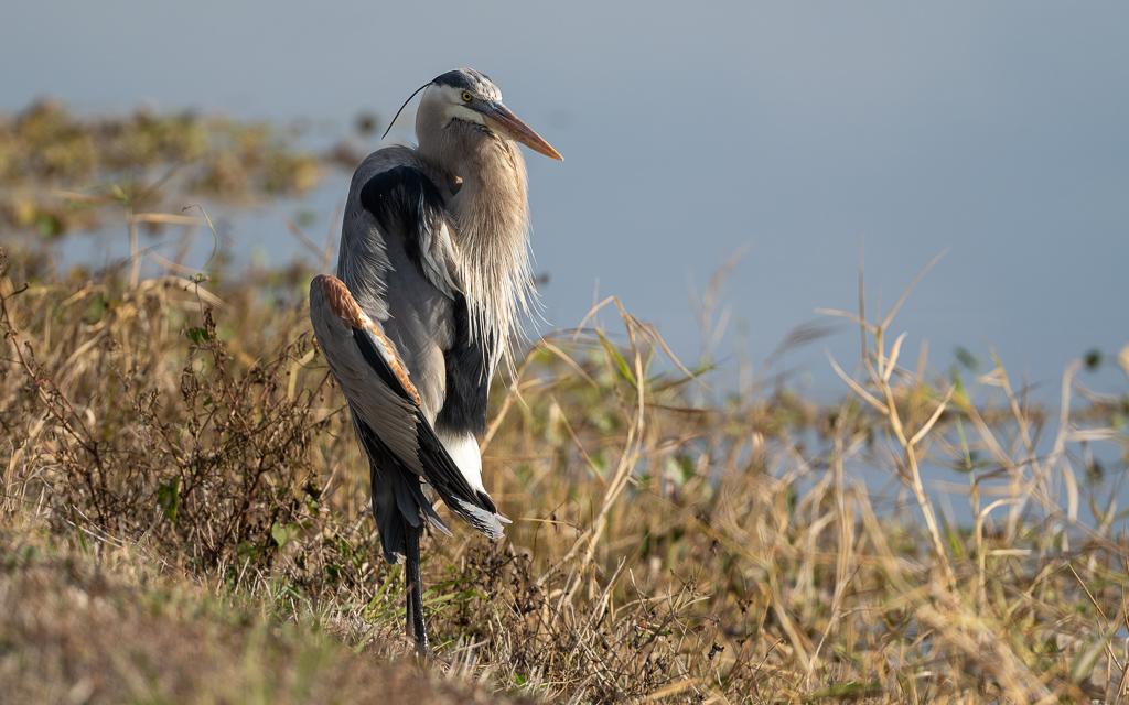 Z72 2787 NEF DxO DeepPRIME Edit