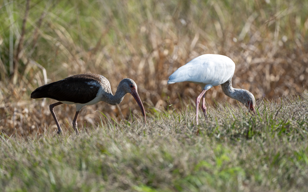 Z72 2878 NEF DxO DeepPRIME