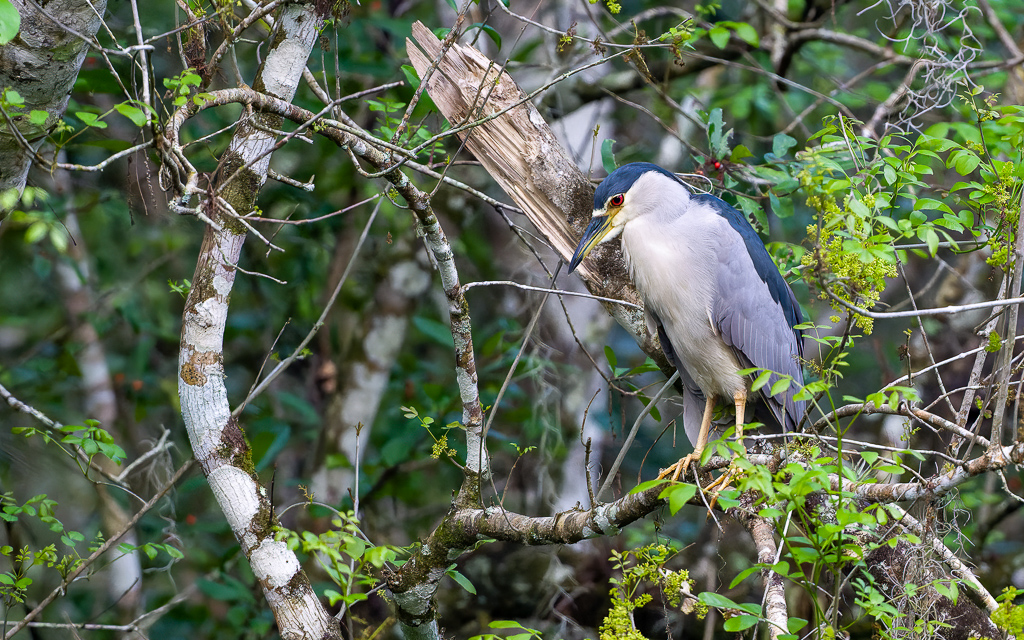 Z72 3043 NEF DxO DeepPRIME SharpenAI Motion