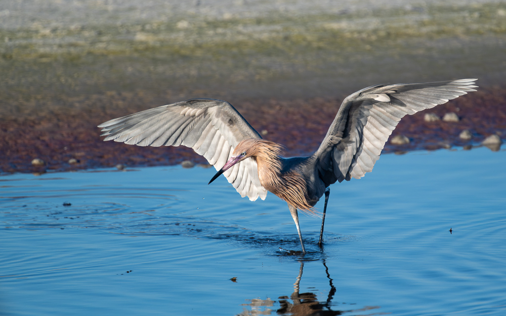 Z72 3307 NEF DxO DeepPRIME