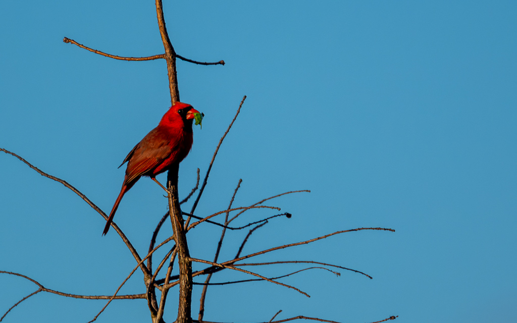 Z72 3741 NEF DxO DeepPRIME