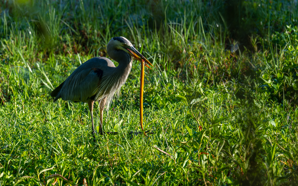 Z72 3791 NEF DxO DeepPRIME