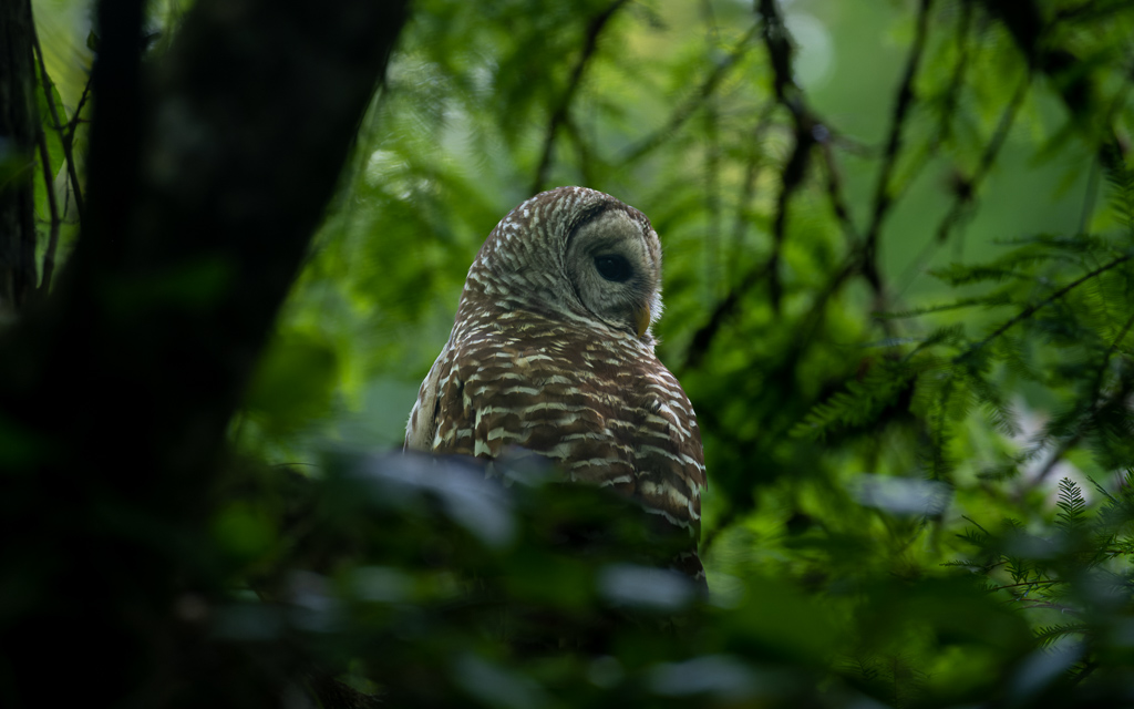 Z72_4162-NEF_DxO_DeepPRIME.jpg Z72 4162 NEF DxO DeepPRIME