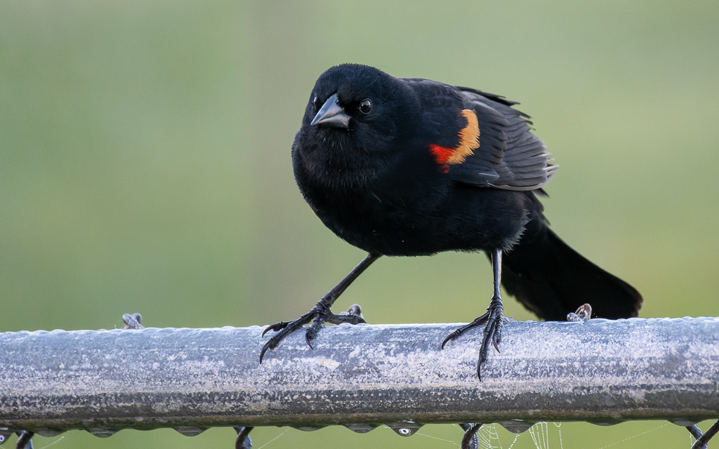 20230202 VenRook Z50 4247 NEF