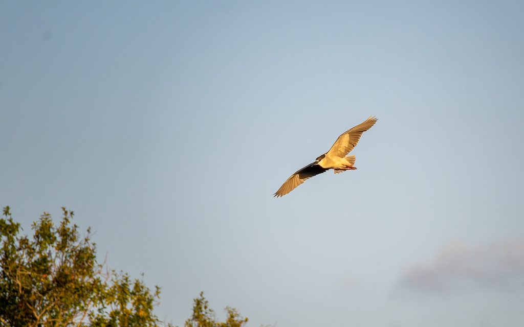 20230202 VenRook Z50 4406 NEF