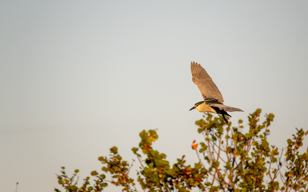 20230202 VenRook Z50 4418 NEF