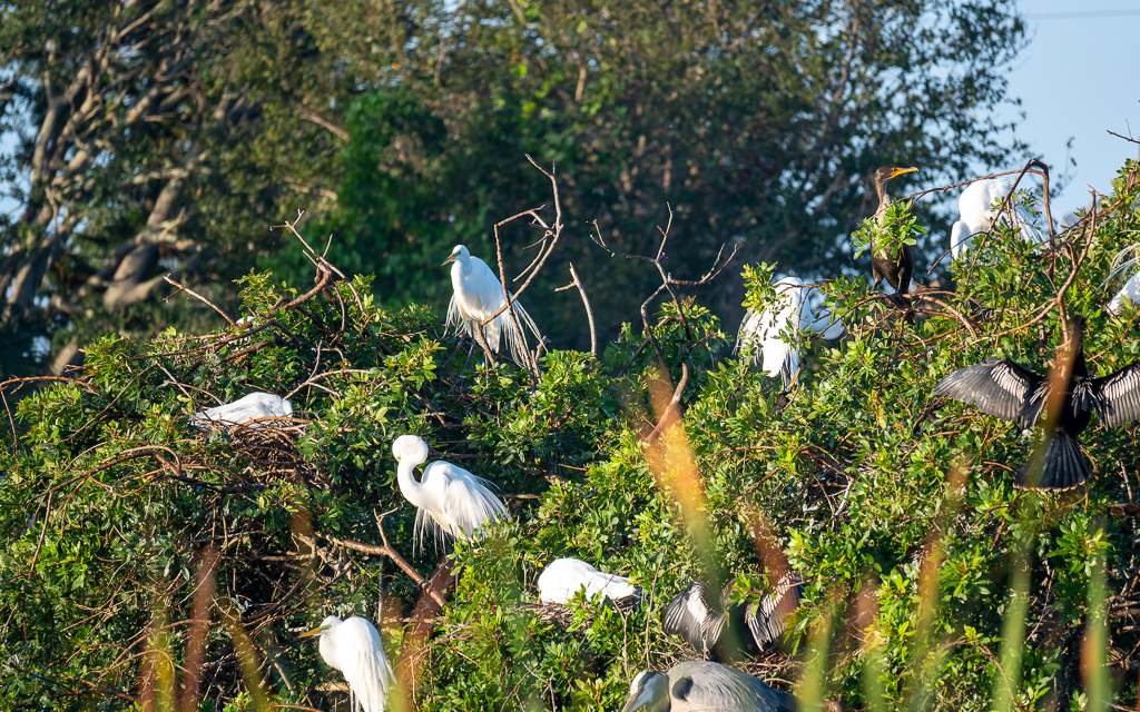 20230202 VenRook Z50 4433 NEF