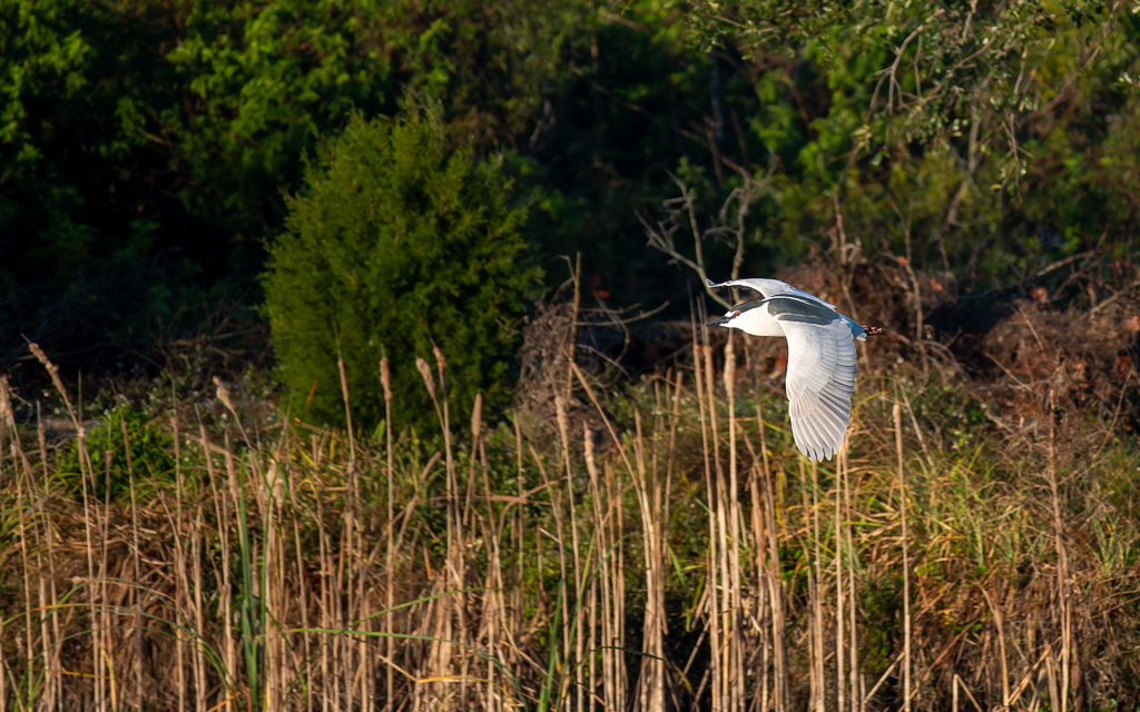 20230202 VenRook Z50 4463 NEF