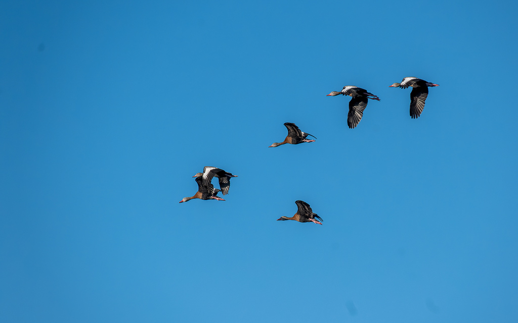 20230202 VenRook Z50 4581 NEF