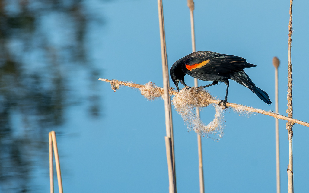 20230202 VenRook Z50 4608 NEF