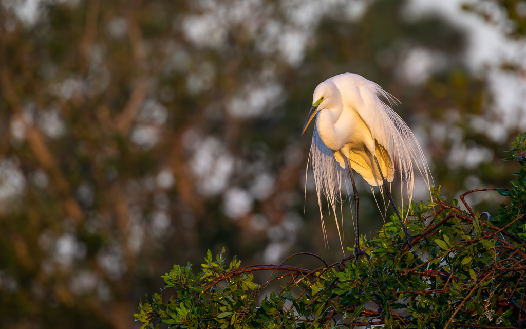 20230202 VenRook Z9 8881 NEF