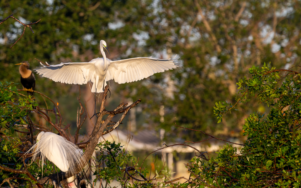 20230202 VenRook Z9 9038 NEF